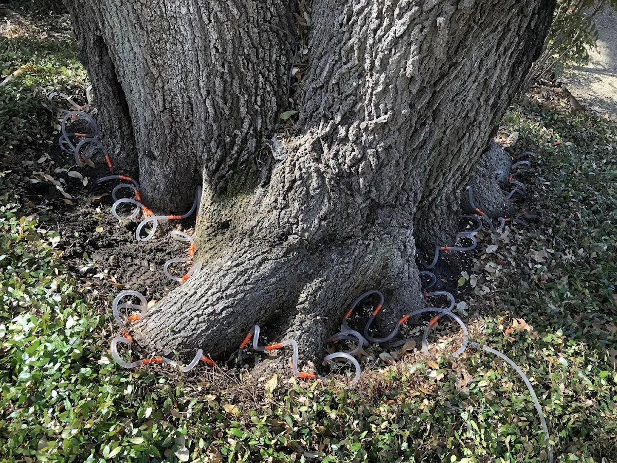 Detailed Tree Cabling and Bracing job site in Hughes Springs