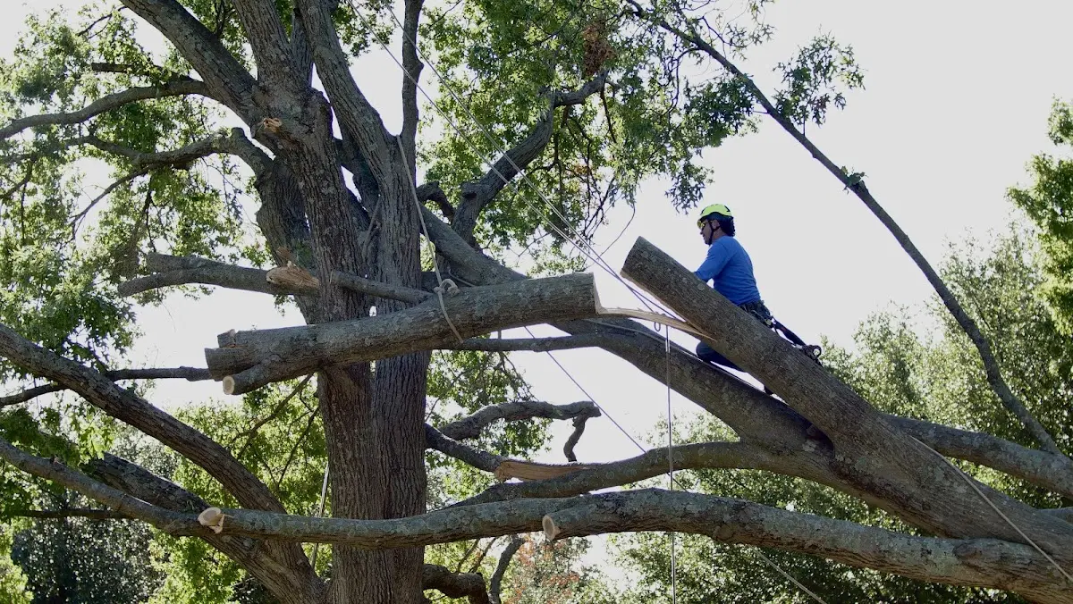 Professional Crown Thinning performed by certified arborists in Hughes Springs
