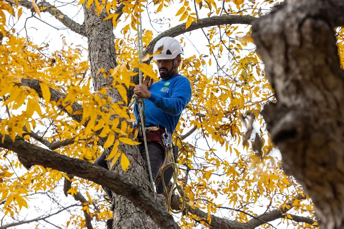 Skilled Tree Pruning crew working in Hughes Springs